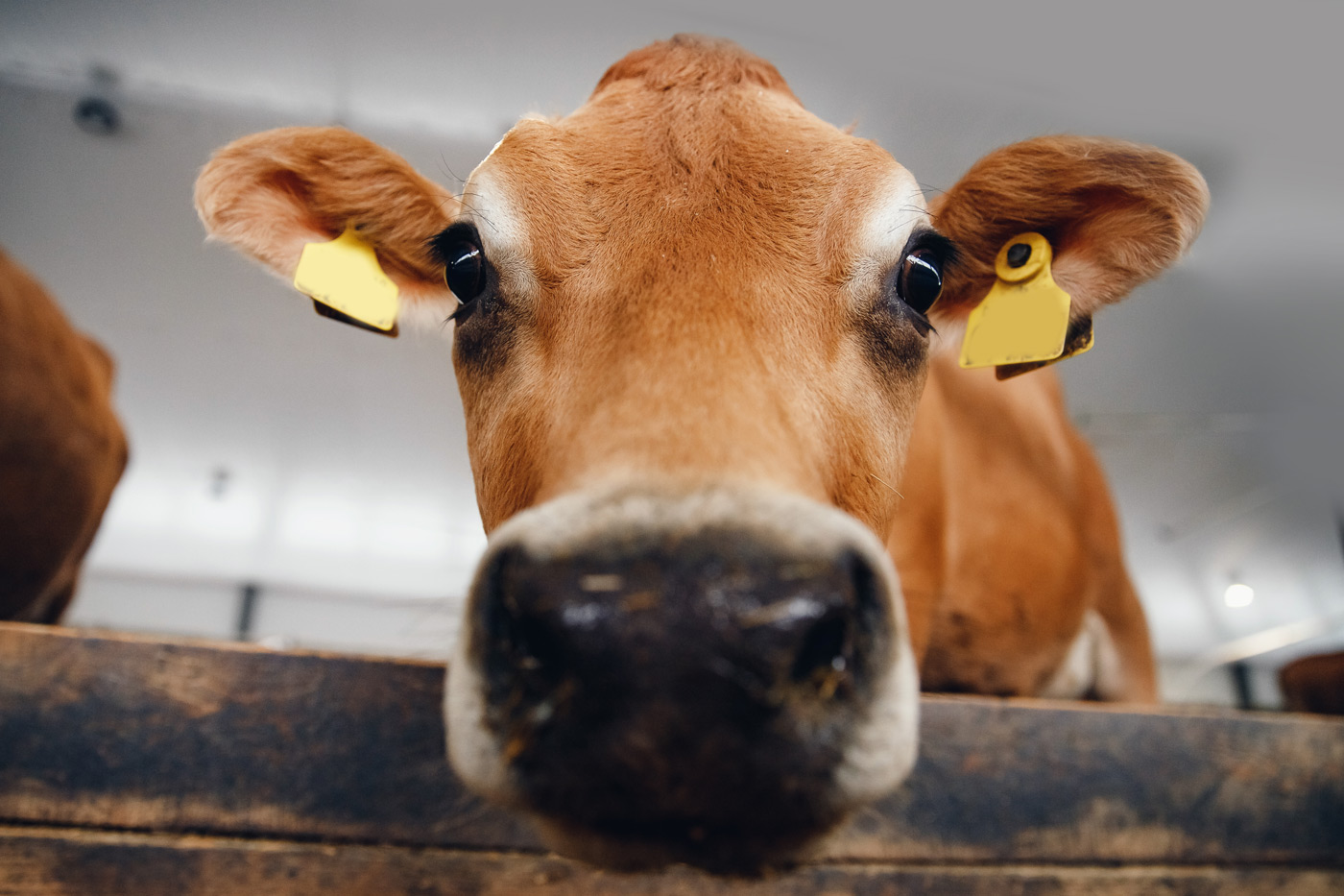 Livestock dealer requiring an agricultural bond