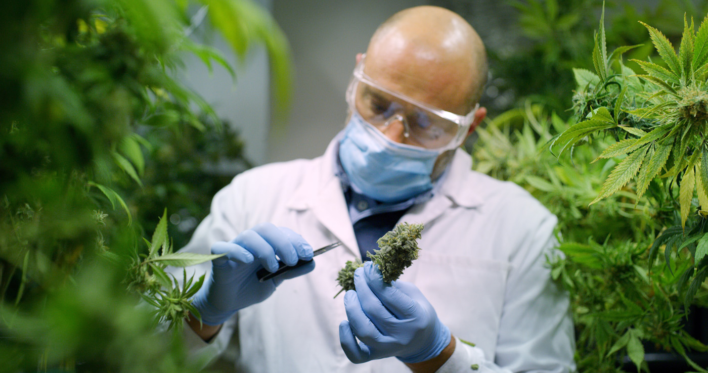 Cannabis plants in a greenhouse